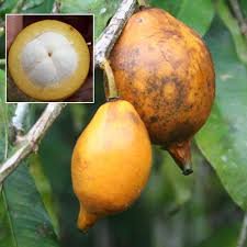 Bacuri Pari (બાકુરી પારી)